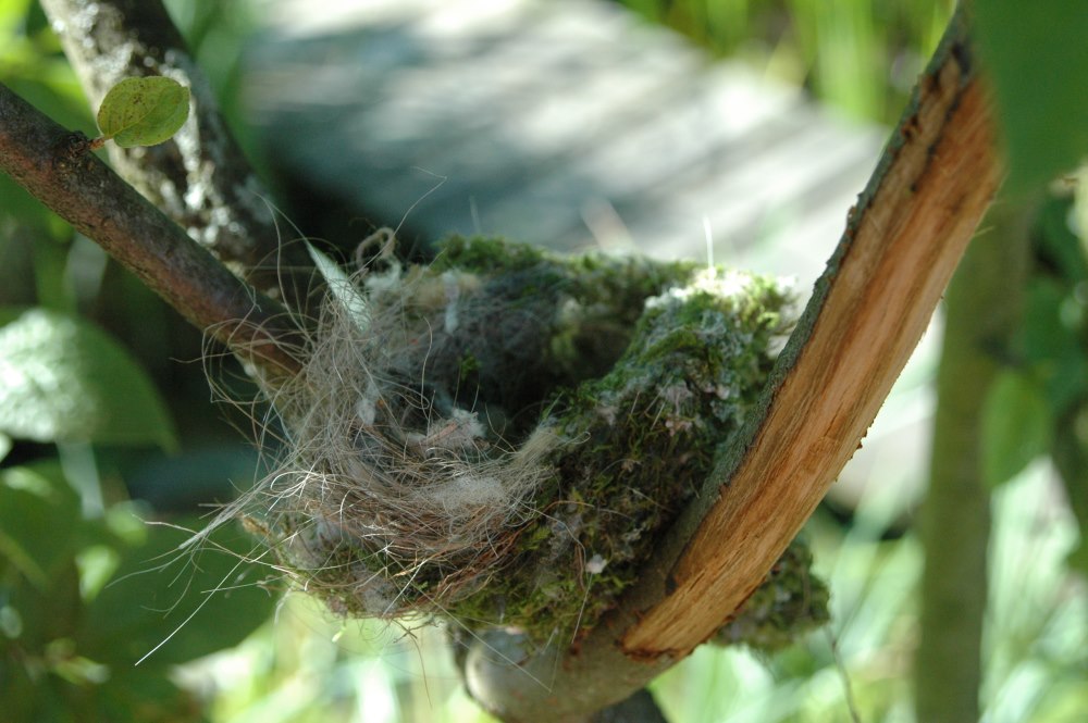 a birds nest Foto & Bild | pflanzen, pilze & flechten, moose & farne