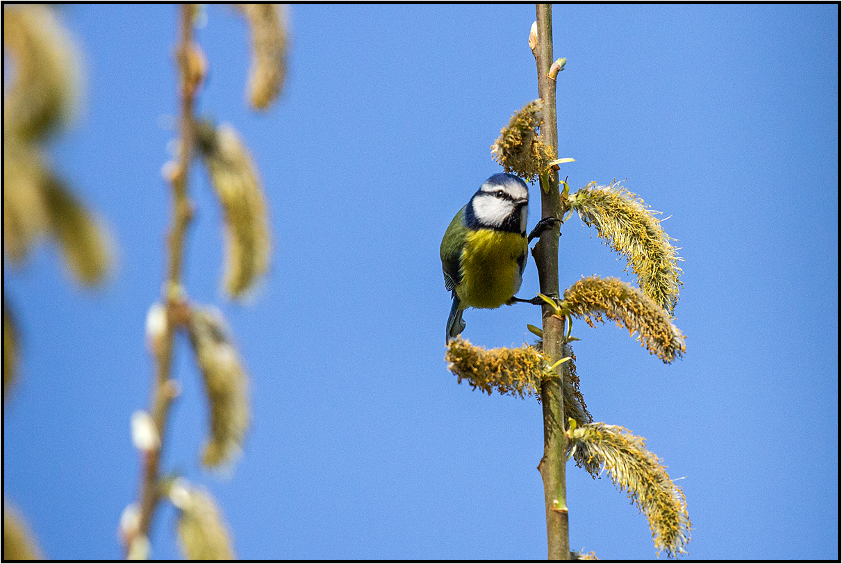 a bird´s outlook