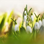 a bisserl Frühling