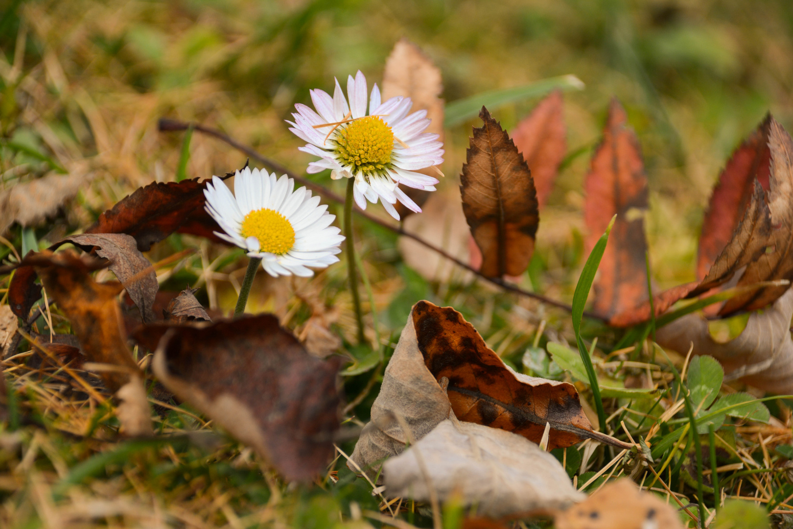 A bissl Herbst und a bissl Frühling