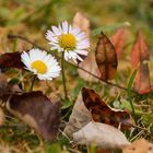 A bissl Herbst und a bissl Frühling