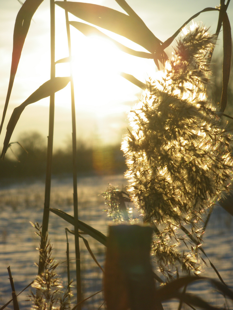 A bit sun in the cold