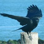 A black bird. 