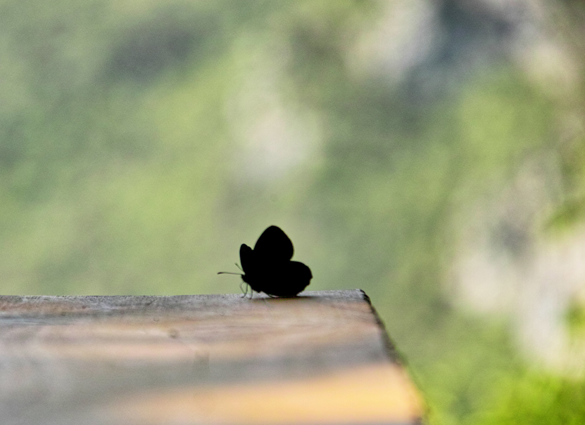 a black butterfly