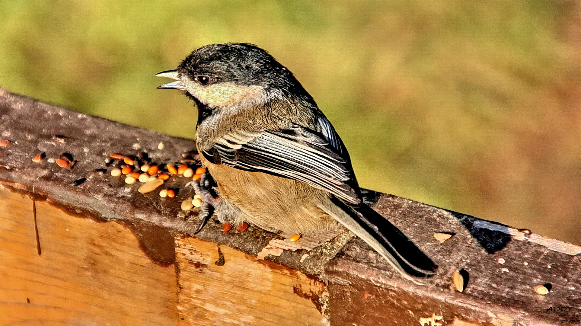 a Black-Capped Chickadee