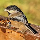 a Black-Capped Chickadee