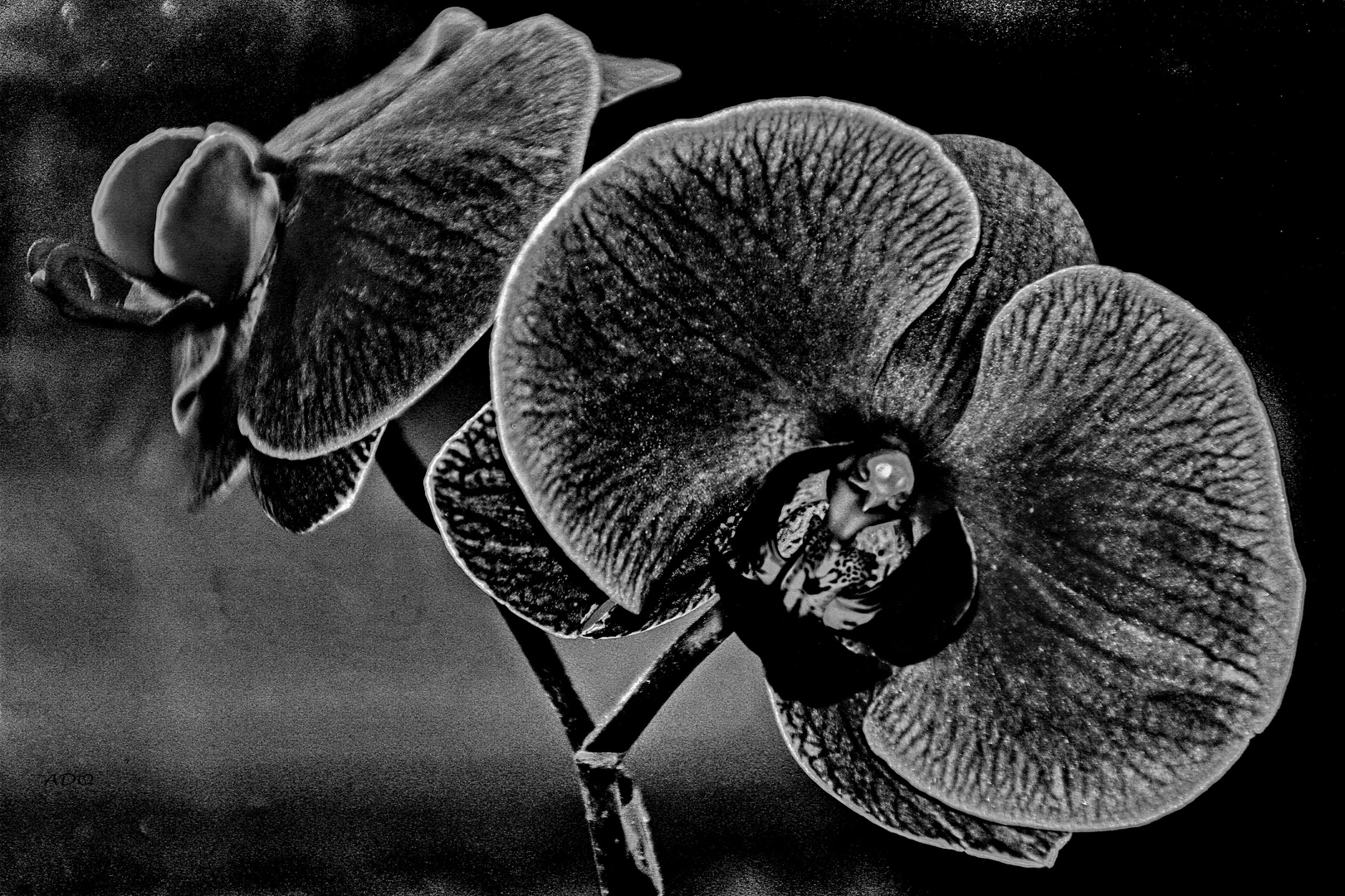 A Black Orchid