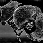 A Black Orchid