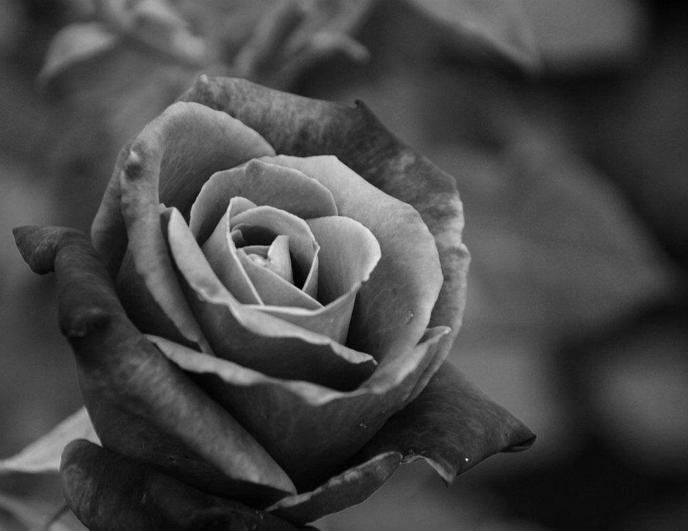 A Black Rose