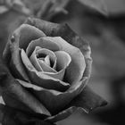 A Black Rose