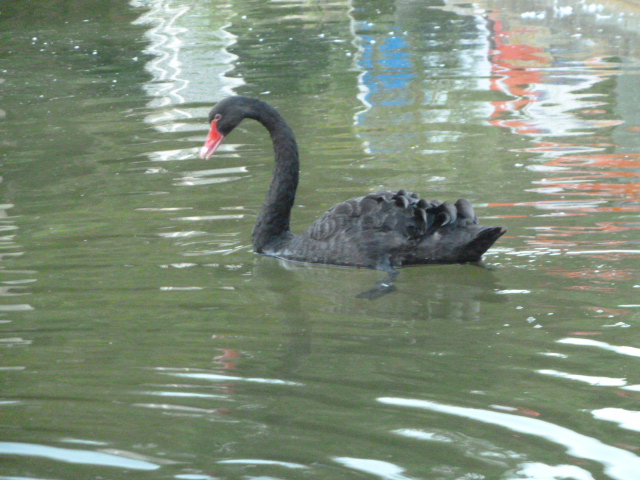 A black swan in Lisbon last week