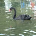A black swan in Lisbon last week