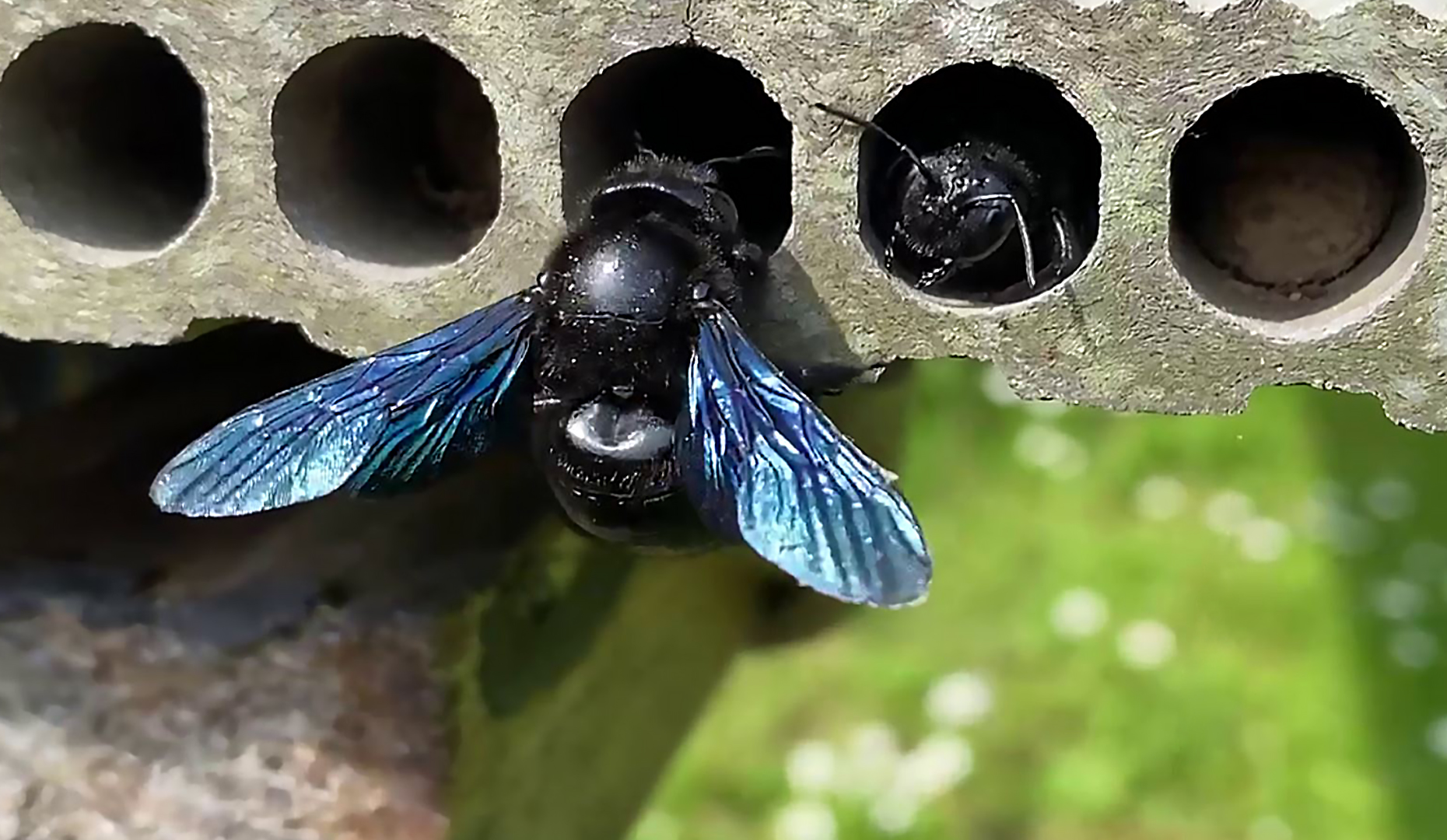 A black woodbee Foto & Bild tiere, wildlife, insekten Bilder auf