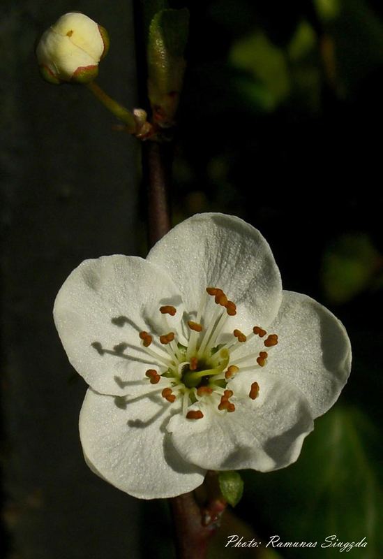 A Blossom