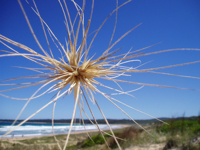 a blowing in the breeze