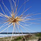 a blowing in the breeze