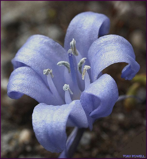 A BLUE BELL FLOWER.