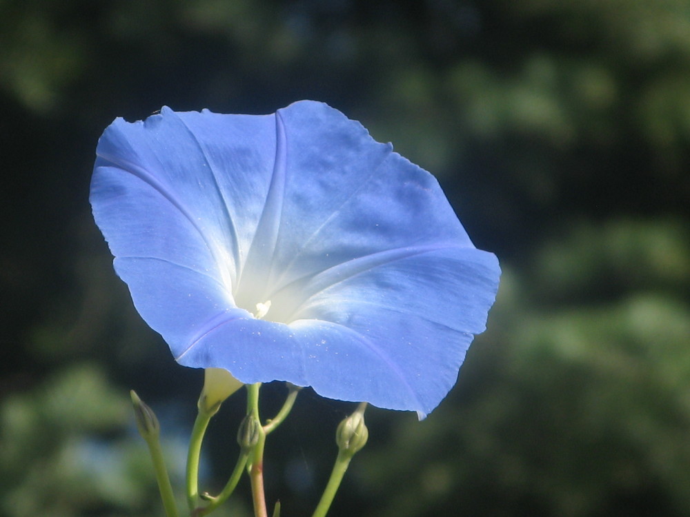 A Blue Flower under The Blue Sky