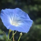 A Blue Flower under The Blue Sky