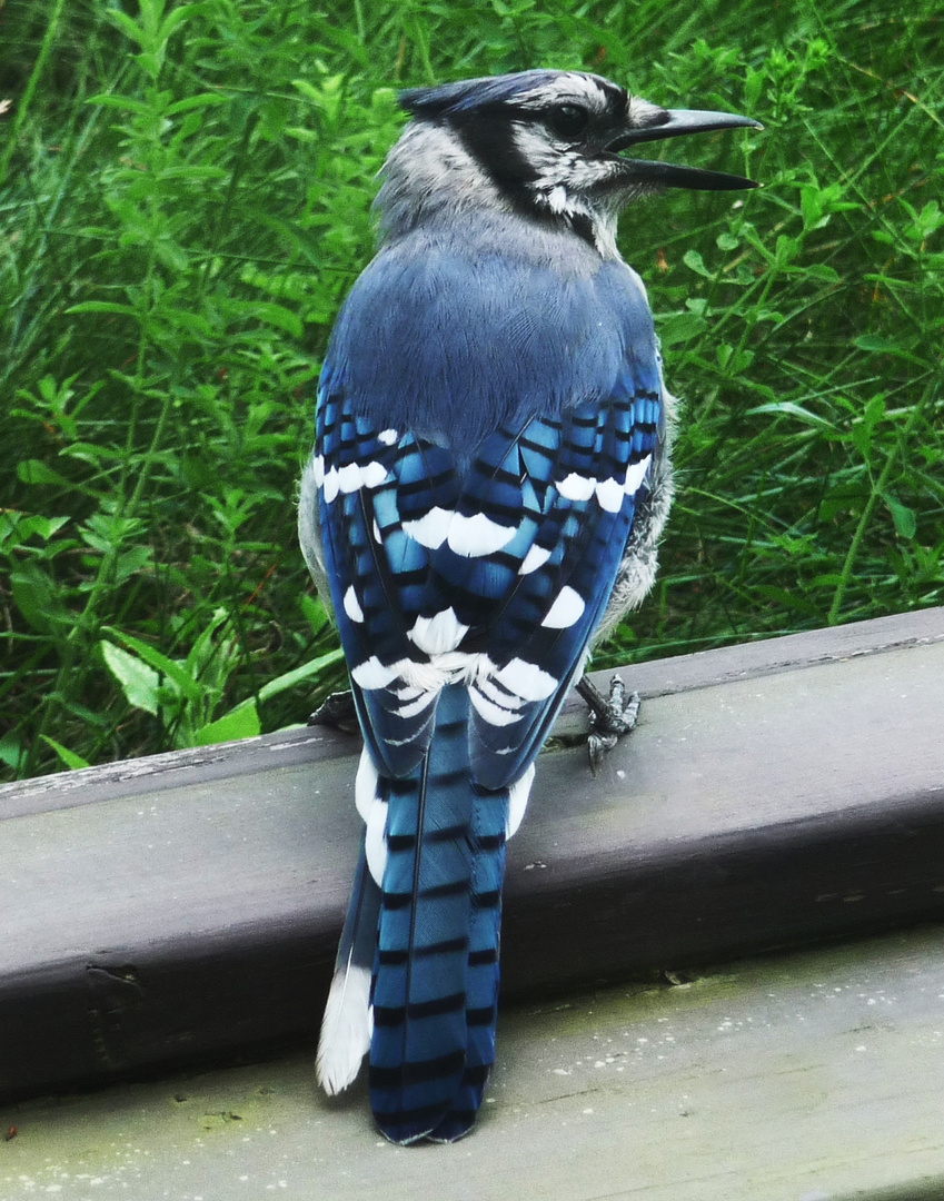 A Blue Jay