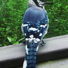 A Blue Jay