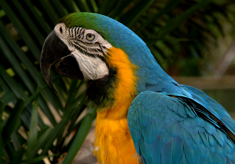 A Blue Jungle Macaw, Dedicate To Michael Henderson Our FC Macaw Man!!