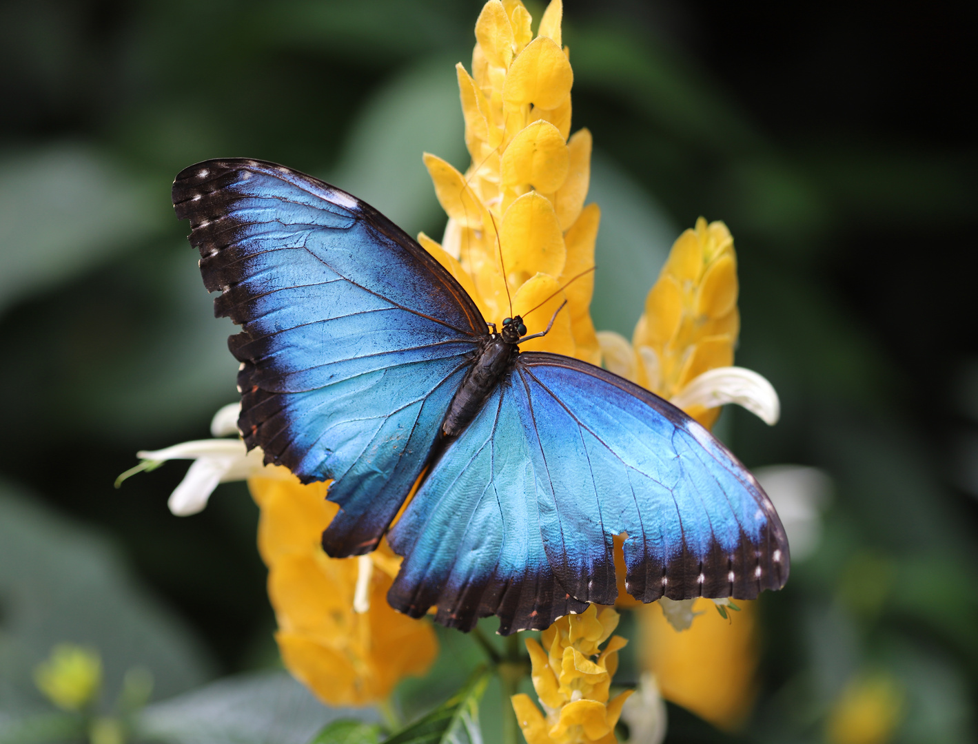 A Blue Morpho  (Papilio peleides)