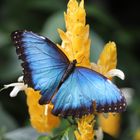 A Blue Morpho  (Papilio peleides)