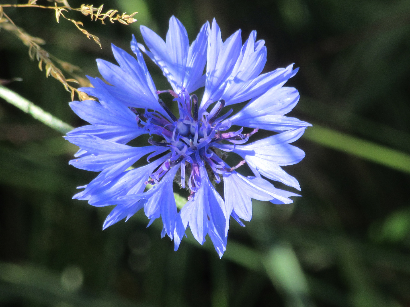 A blue pretty flower...