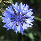 A blue pretty flower...