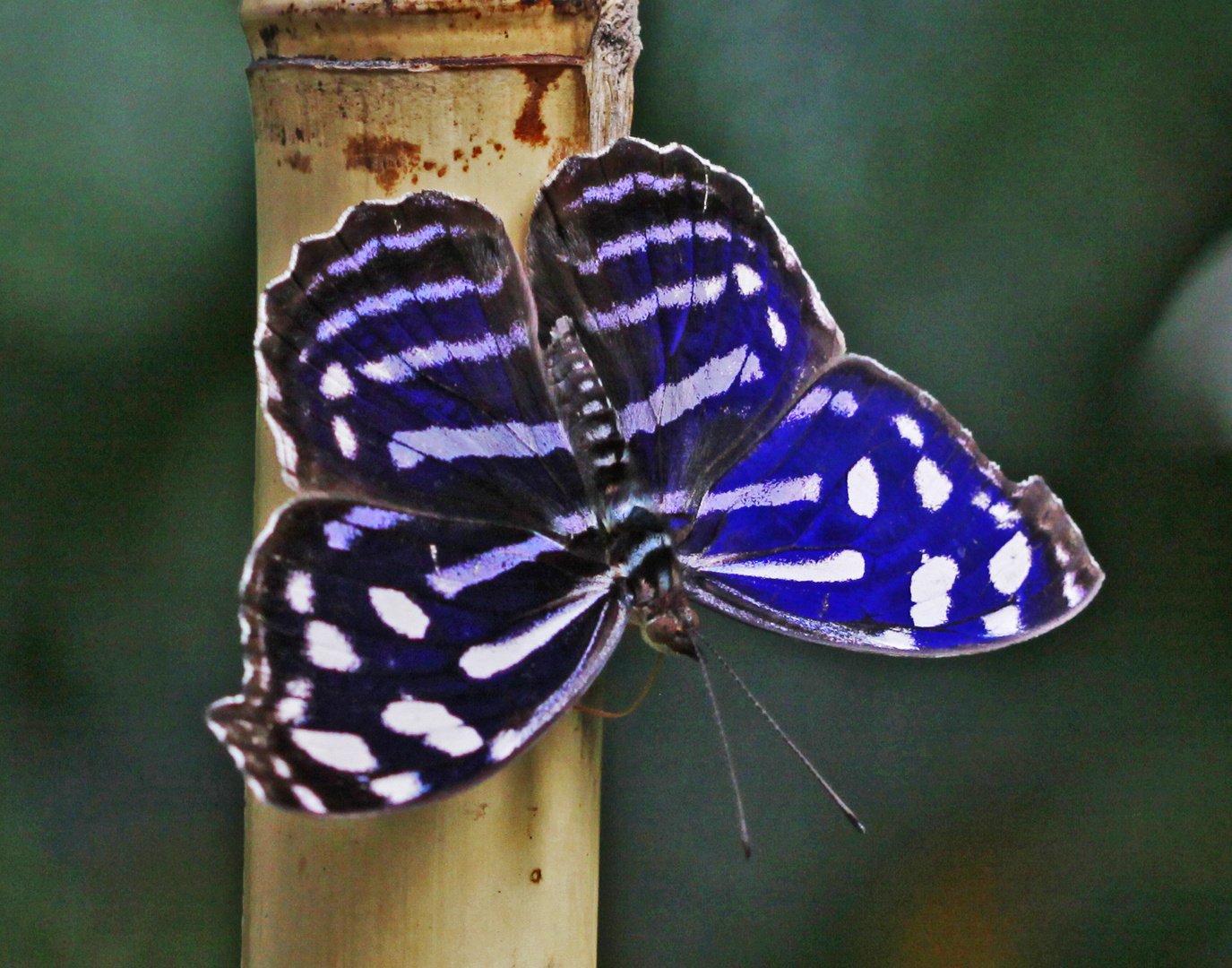 A Blue Wave butterfly (Myscelia cyaniris)