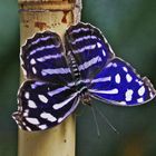 A Blue Wave butterfly (Myscelia cyaniris)