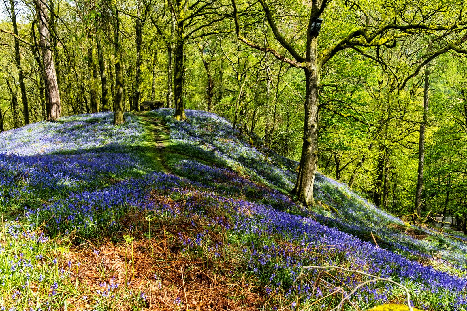 A Bluebell Wood