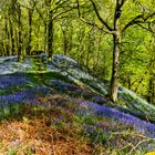 A Bluebell Wood