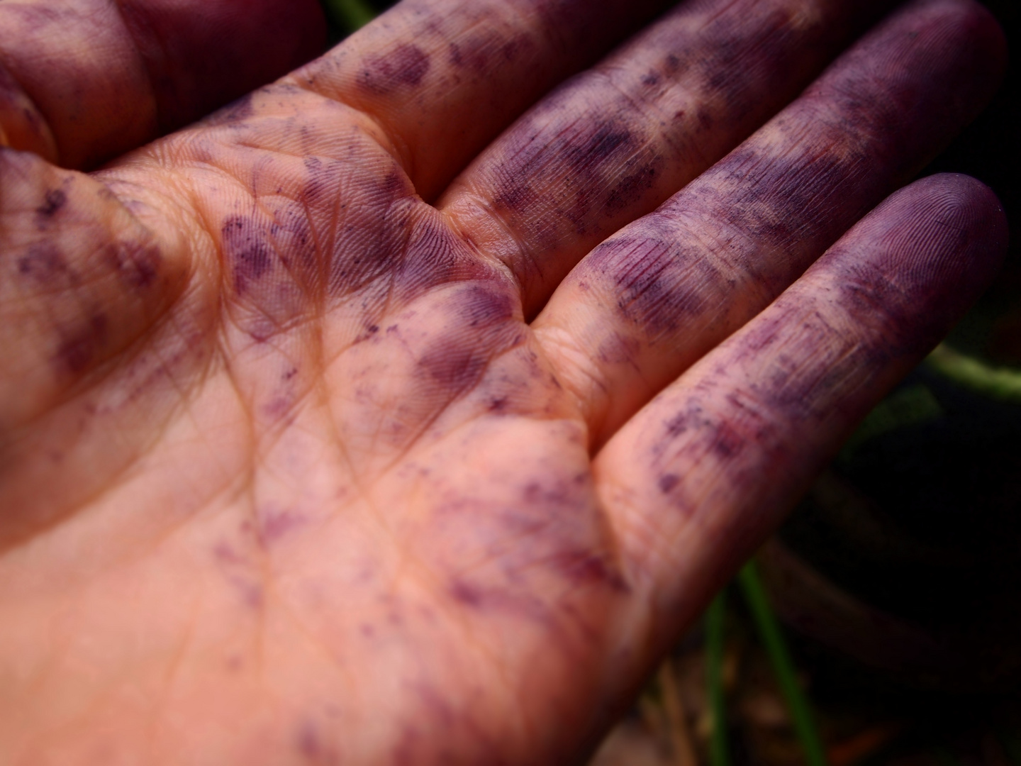 A blueberry Hand