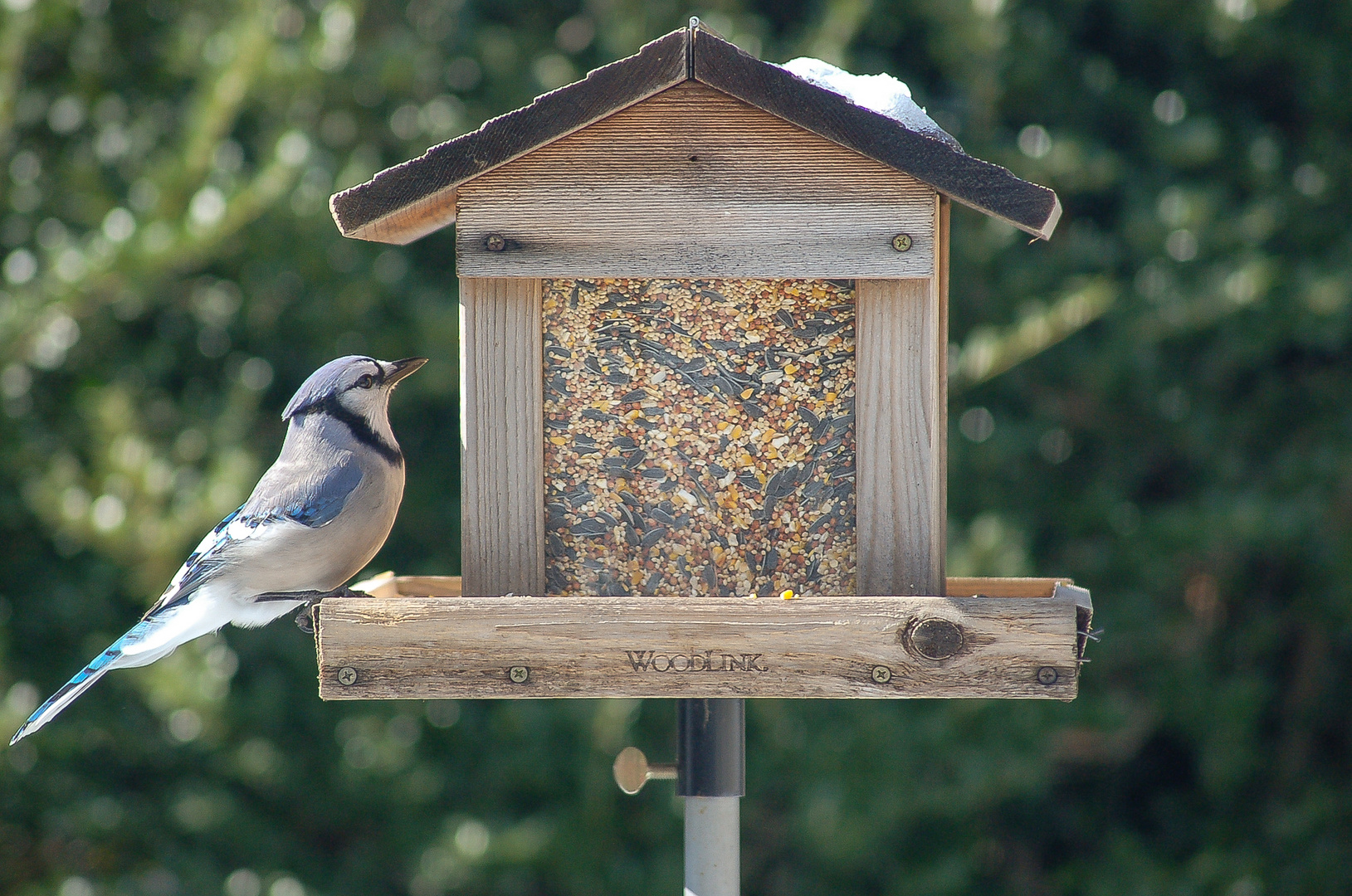 a Bluejay in America