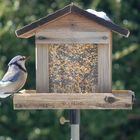 a Bluejay in America