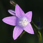 a Blume (476)