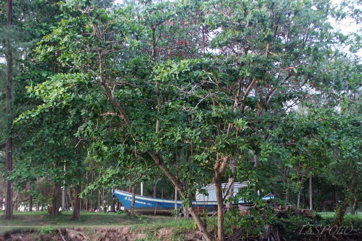 a boat between the trees