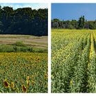 " à boire " criaient les tournesols.....par 40°!