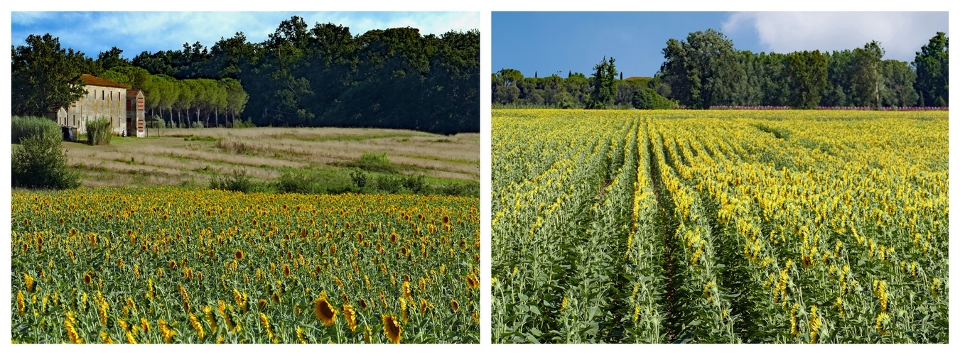 " à boire " criaient les tournesols.....par 40°!