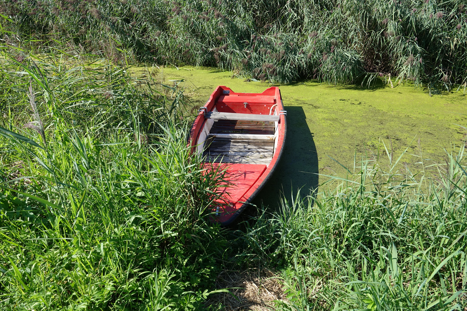 a Boot auf dem Federsee bei Bad Buchau in Oberschwaben DSC05936