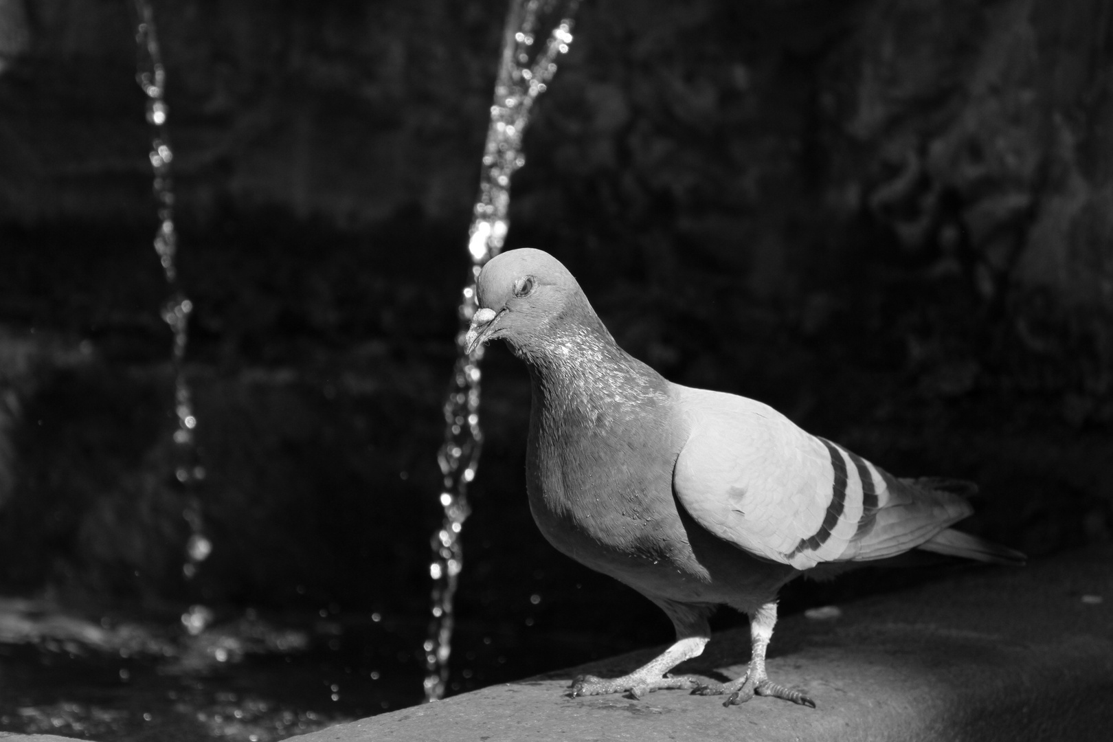 a bordo di una fontana...