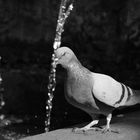 a bordo di una fontana...