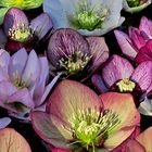 A Bowl of Hellebore Blossoms