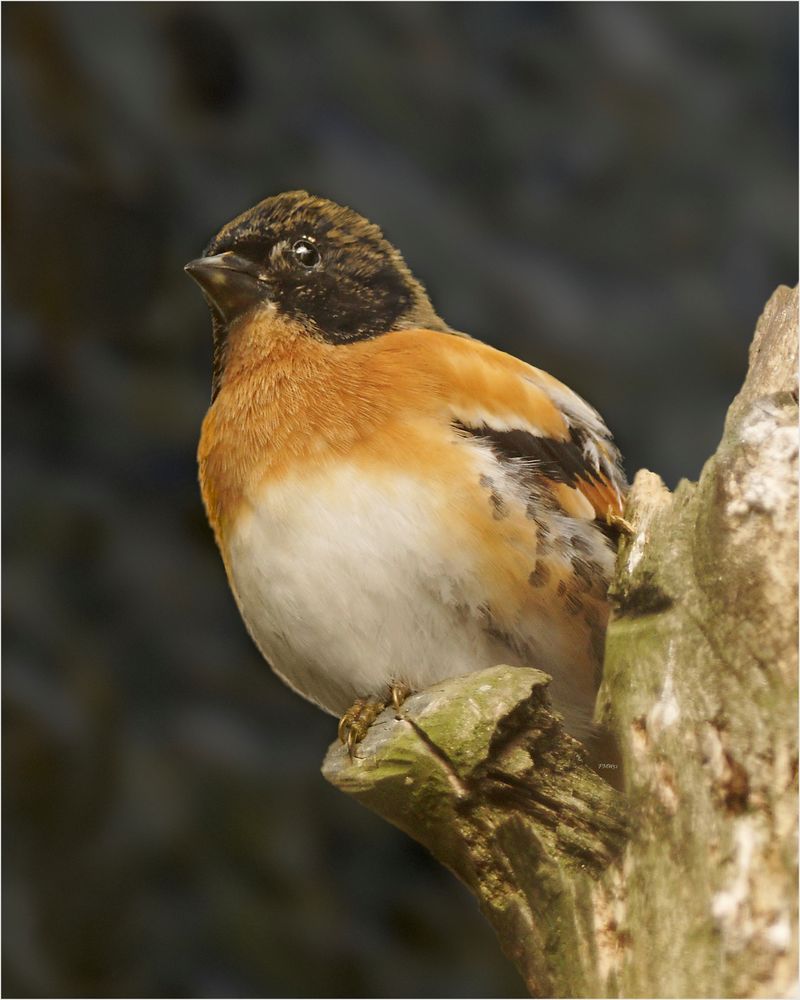 A Brambling