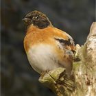 A Brambling