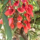 a brazilian flower in Vatican garden