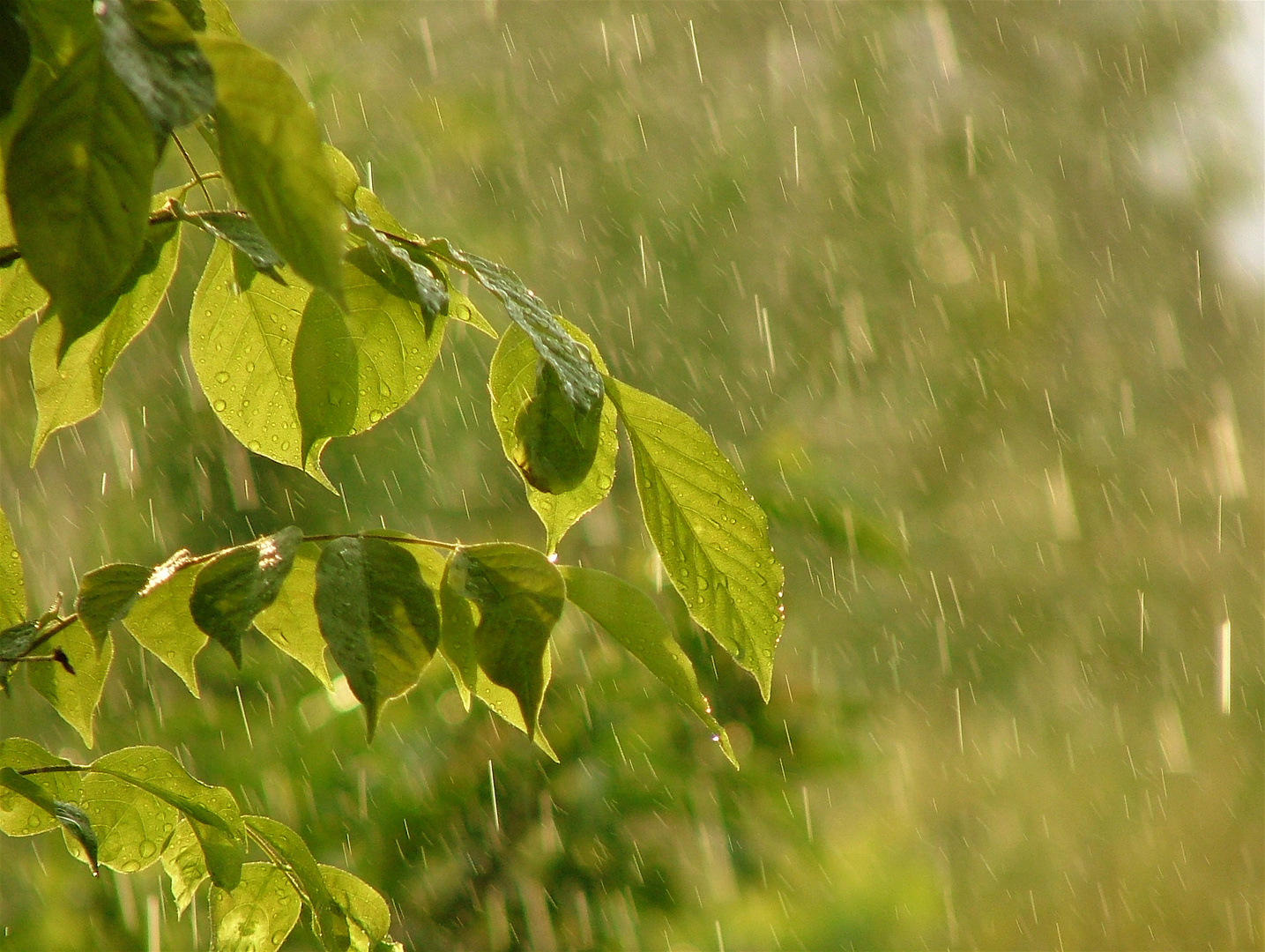 A breath of summer rain