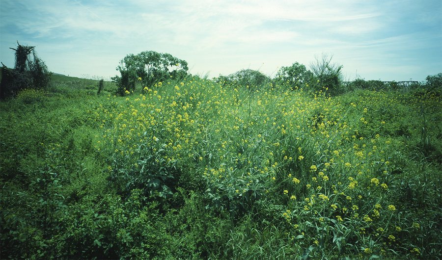 a bright green field (1)